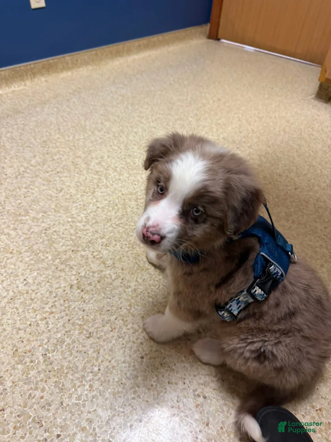 Gallery Image {{count}}