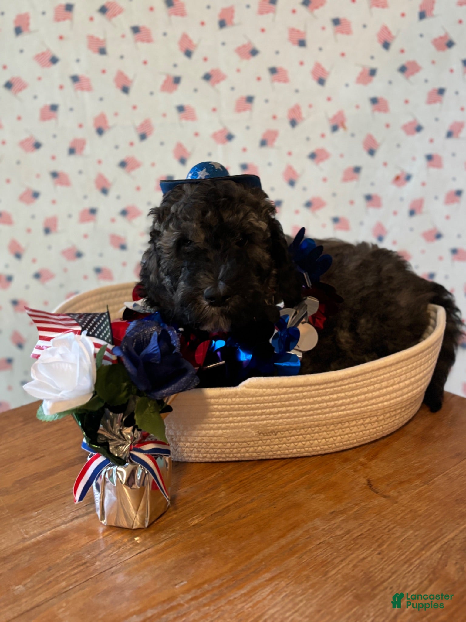 Bernedoodle dogs Reece’s - Ad 34