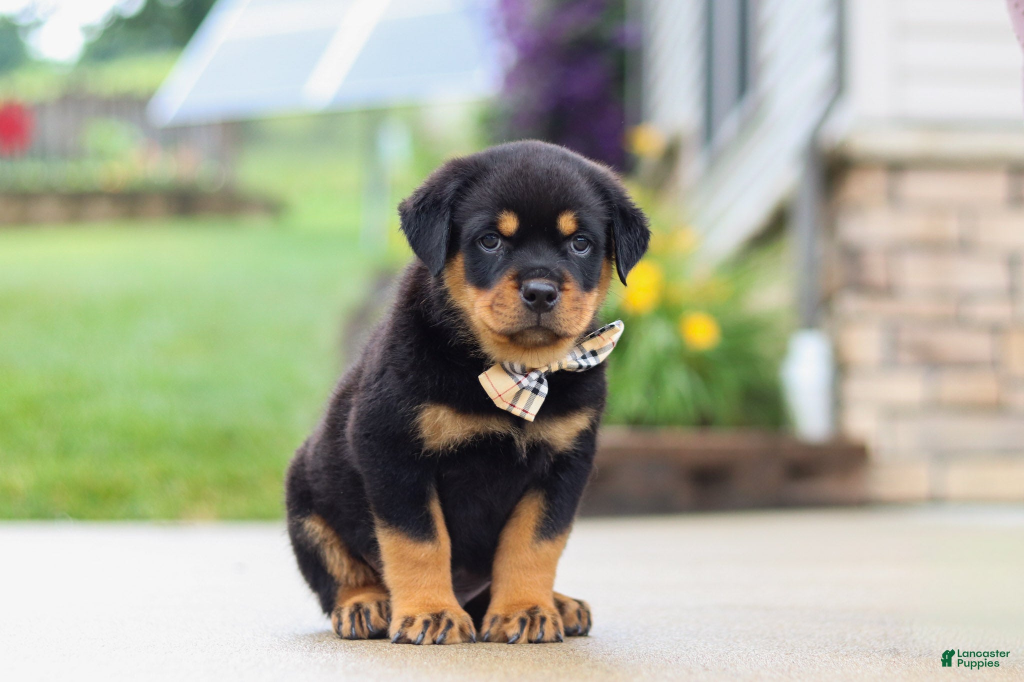 Rottweiler dogs Diesel - Ad 2