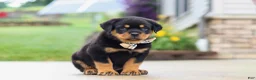 Rottweiler dogs for sale: Diesel - Ad 2