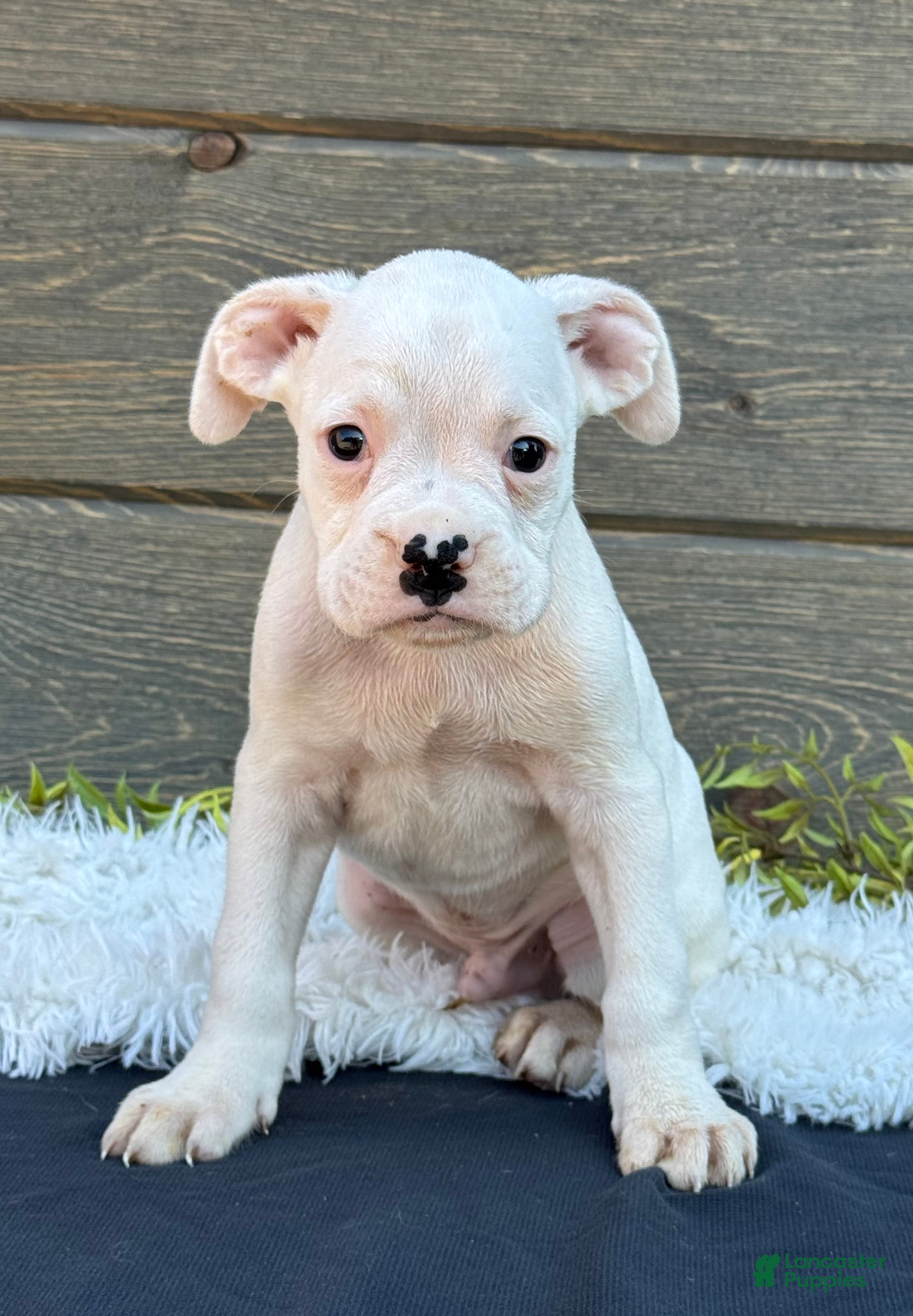 Boxer Puppies for sale under $300 Lancaster Puppies