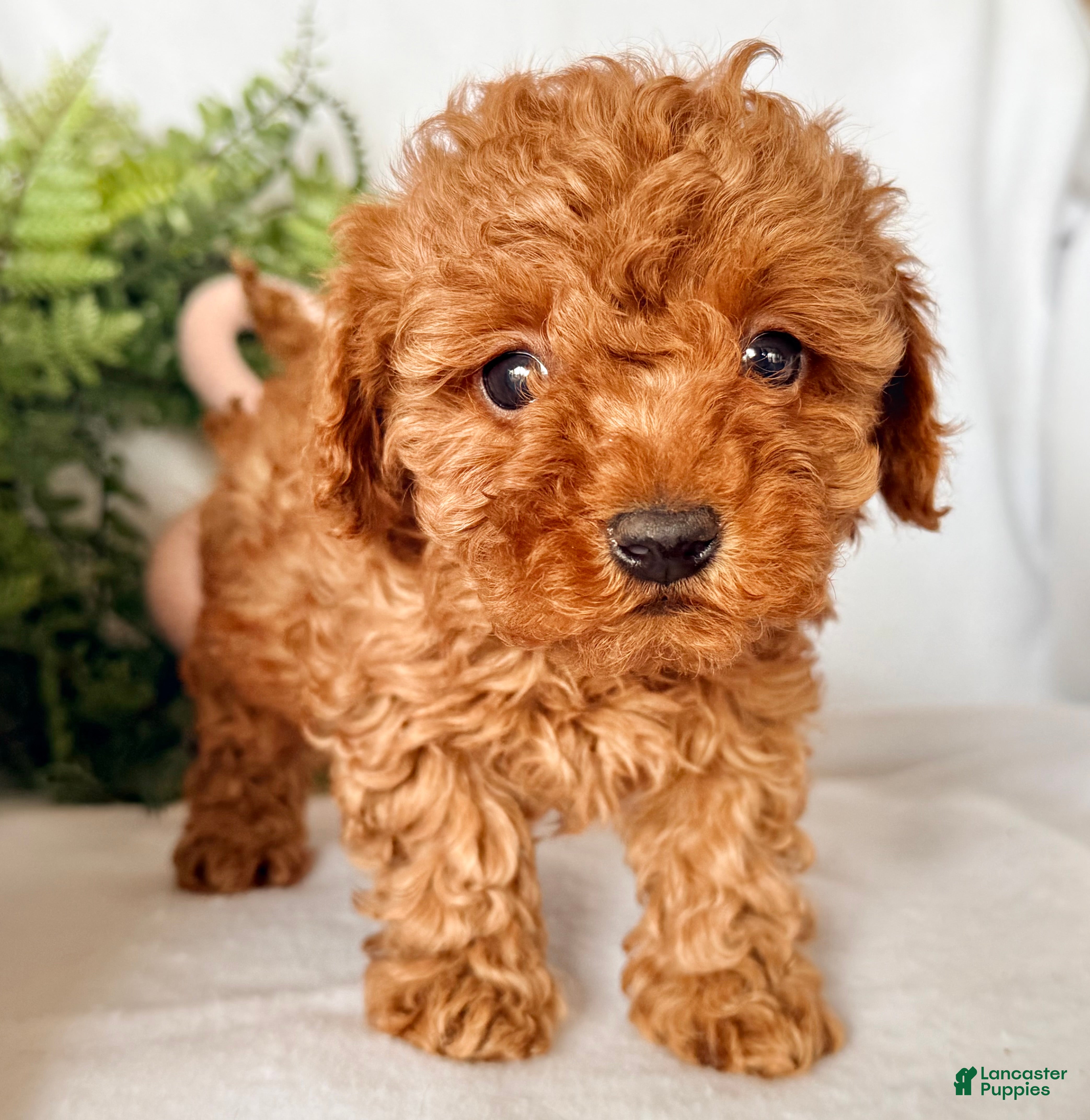 Maltipoo dogs Baffles - Ad 2