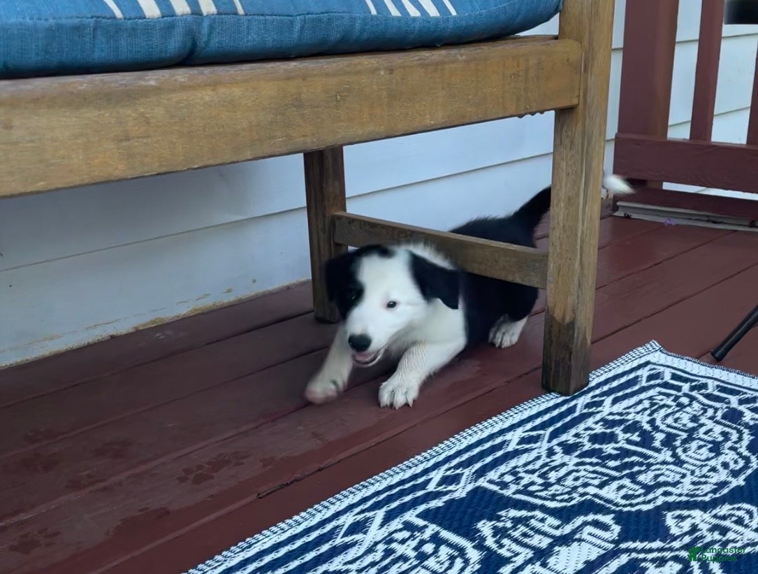 Mixed Breed dogs Louie - Ad 2