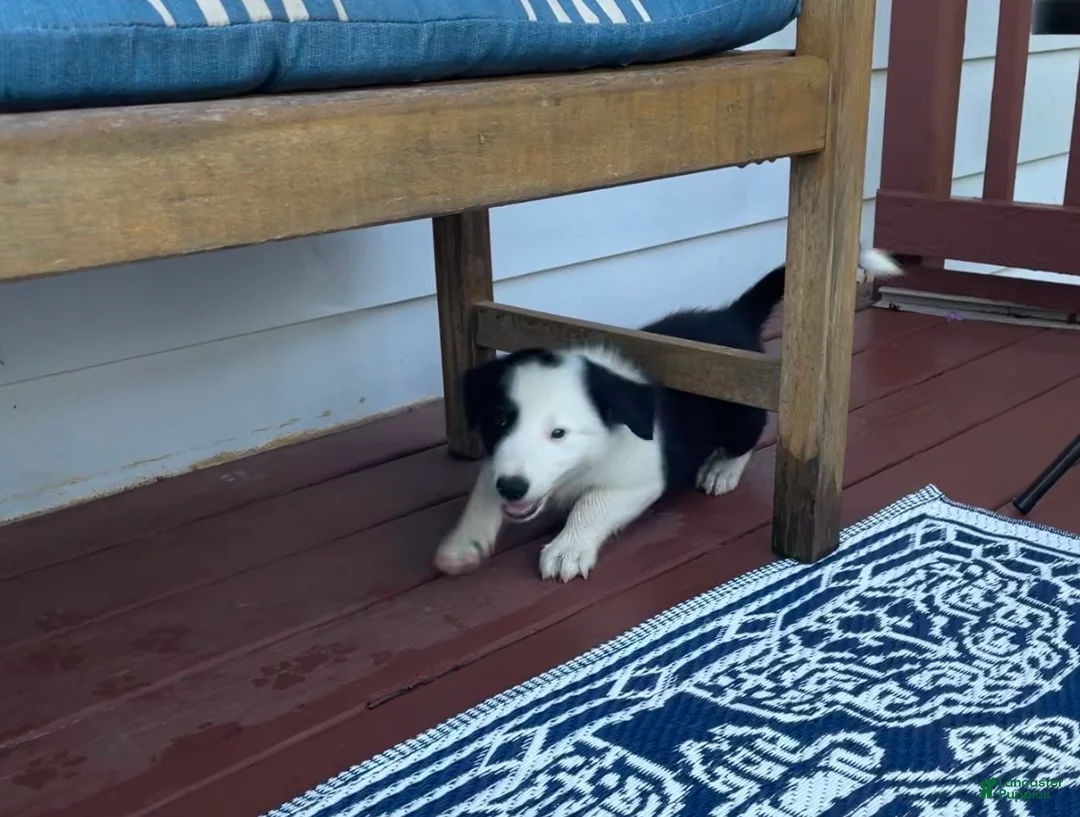 Mixed Breed dogs for sale: Louie - Ad 2