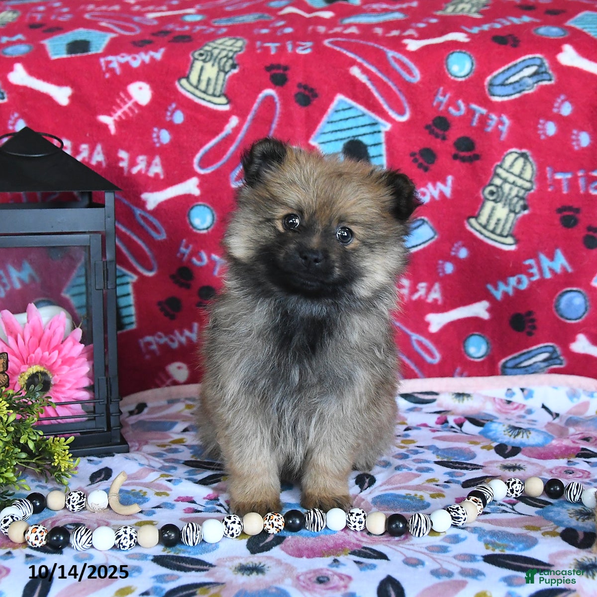 Haircut Smokey The Shih Tzu Pomeranian Puppies For Sale In