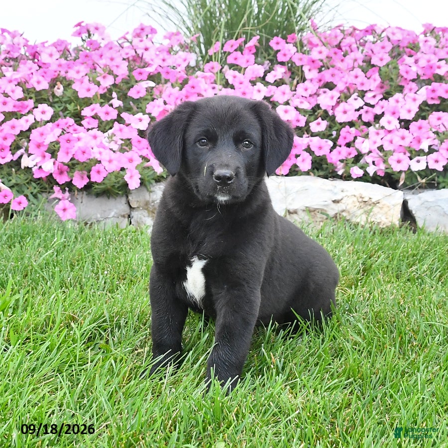 Mixed Breed dogs for sale: Bingo - Ad 2