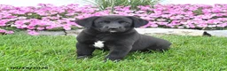 Mixed Breed dogs for sale: Bingo - Ad 1