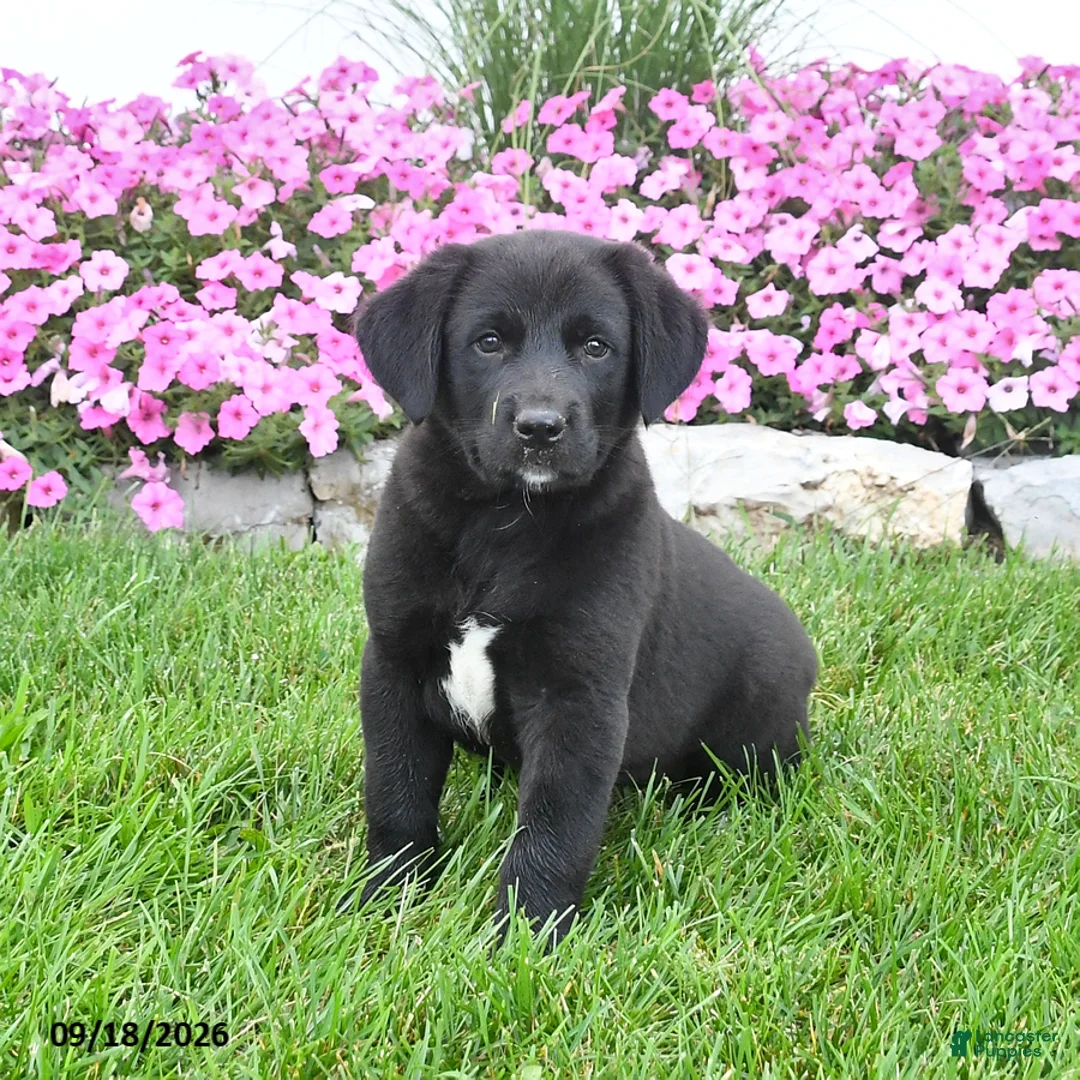 Mixed Breed dogs for sale: Bingo - Ad 1