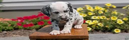 Dalmatian dogs for sale: Rusty - Ad 6