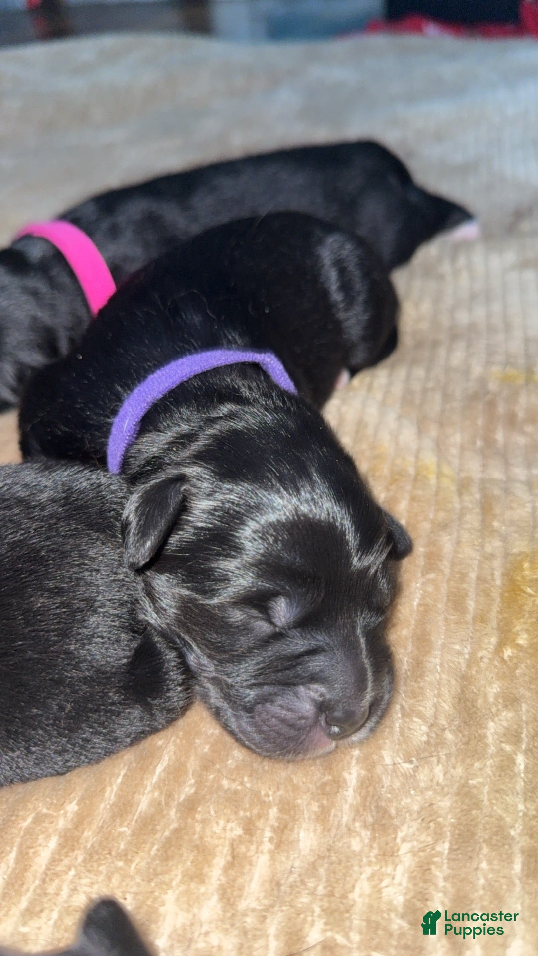 Mixed Breed dogs Mixed Breed 4 - Ad 11