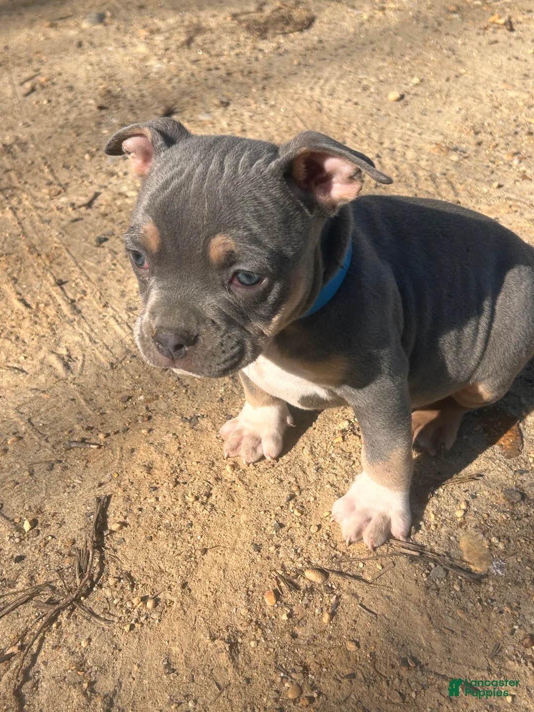 American Bully dogs for sale: Onyx - Ad 1