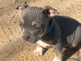 American Bully dogs for sale: Onyx - Ad 3