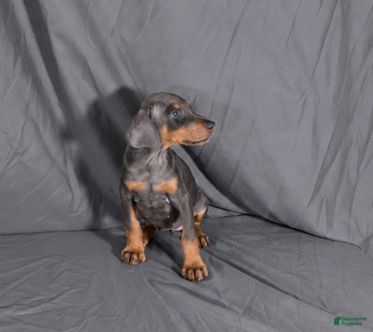 Doberman Pinscher dogs for sale: Yara - Ad 33