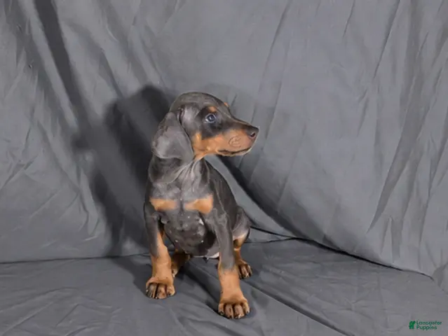 Doberman Pinscher dogs for sale: Yara - Ad 33