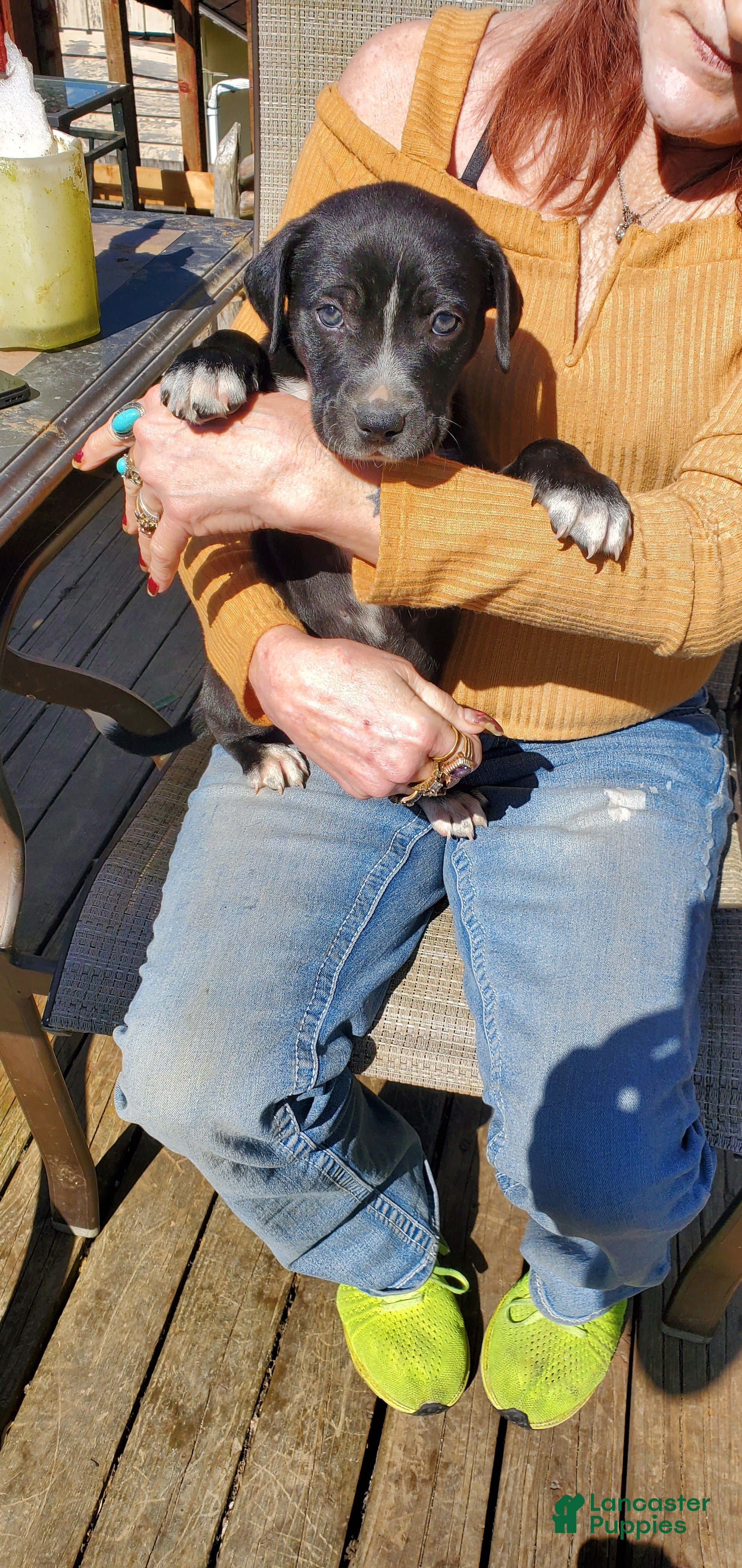 Mixed Breed dogs Mixed Breed Puppy 5 - Ad 21