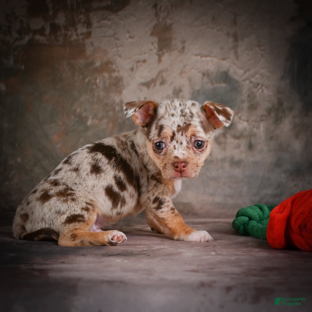 Chihuahua dogs for sale: Cash - Ad 10
