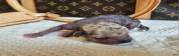 Mixed Breed dogs for sale: Spice  - Ad 5