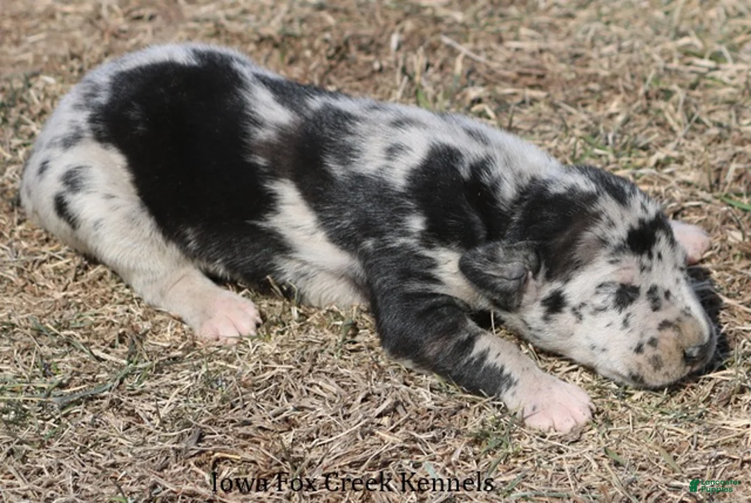 Great Dane dogs for sale: Holly - Ad 3