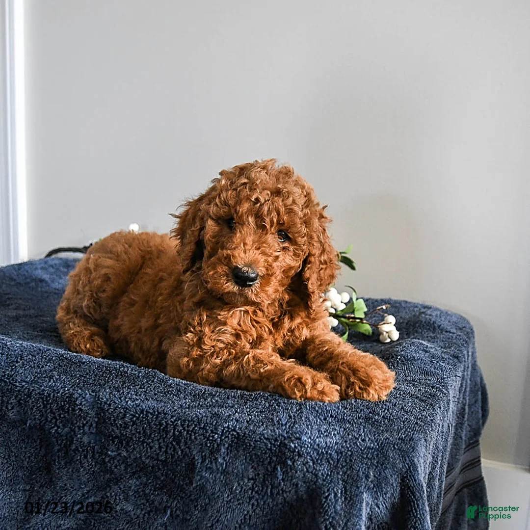 Standard Poodle dogs for sale: Valentine - Ad 3