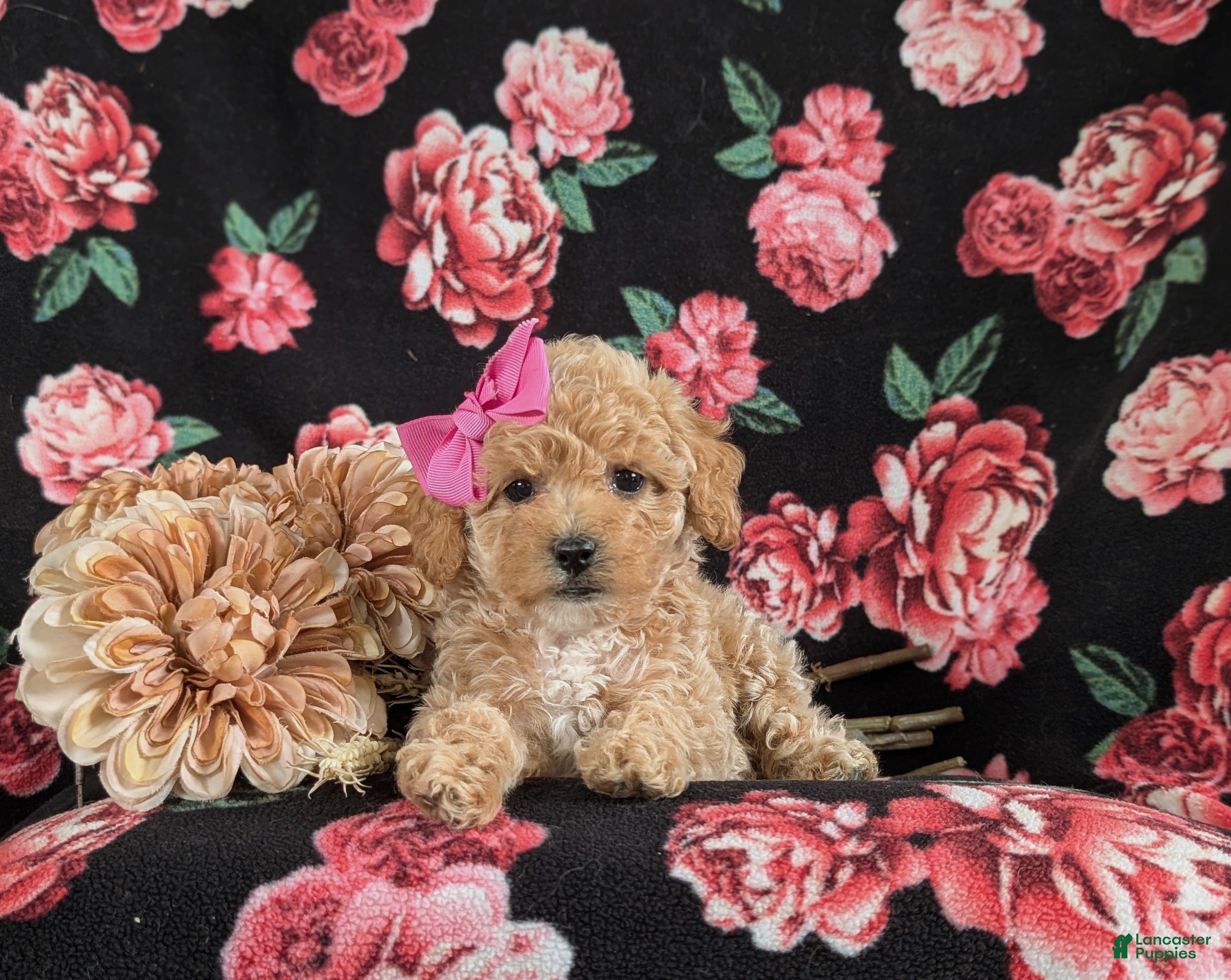 Bichpoo dogs for sale: Rori 9 lbs Full Grown - Ad 5