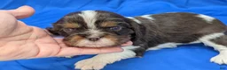 Cavalier King Charles Spaniel dogs for sale: Chocolate tri girl ❤️ - Ad 2