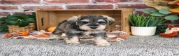 Miniature Schnauzer dogs for sale: Roosevelt - Ad 2