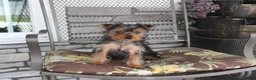 Yorkshire Terrier dogs for sale: Pluto - Ad 6