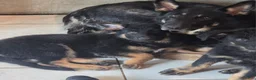 German Shepherd dogs for sale: German Shepherd 1 - Ad 5