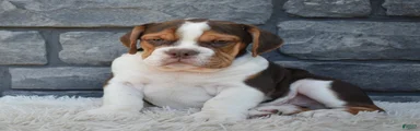 Bruno 