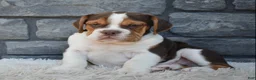 Beabull dogs for sale: Bruno  - Ad 1