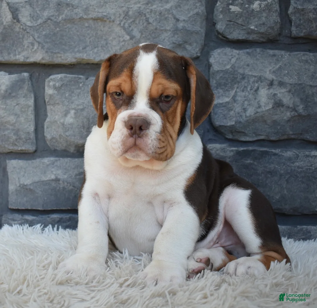 Beabull dogs for sale: Bruno  - Ad 1