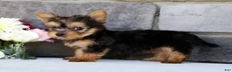 Morkie dogs for sale: Olive - Ad 5
