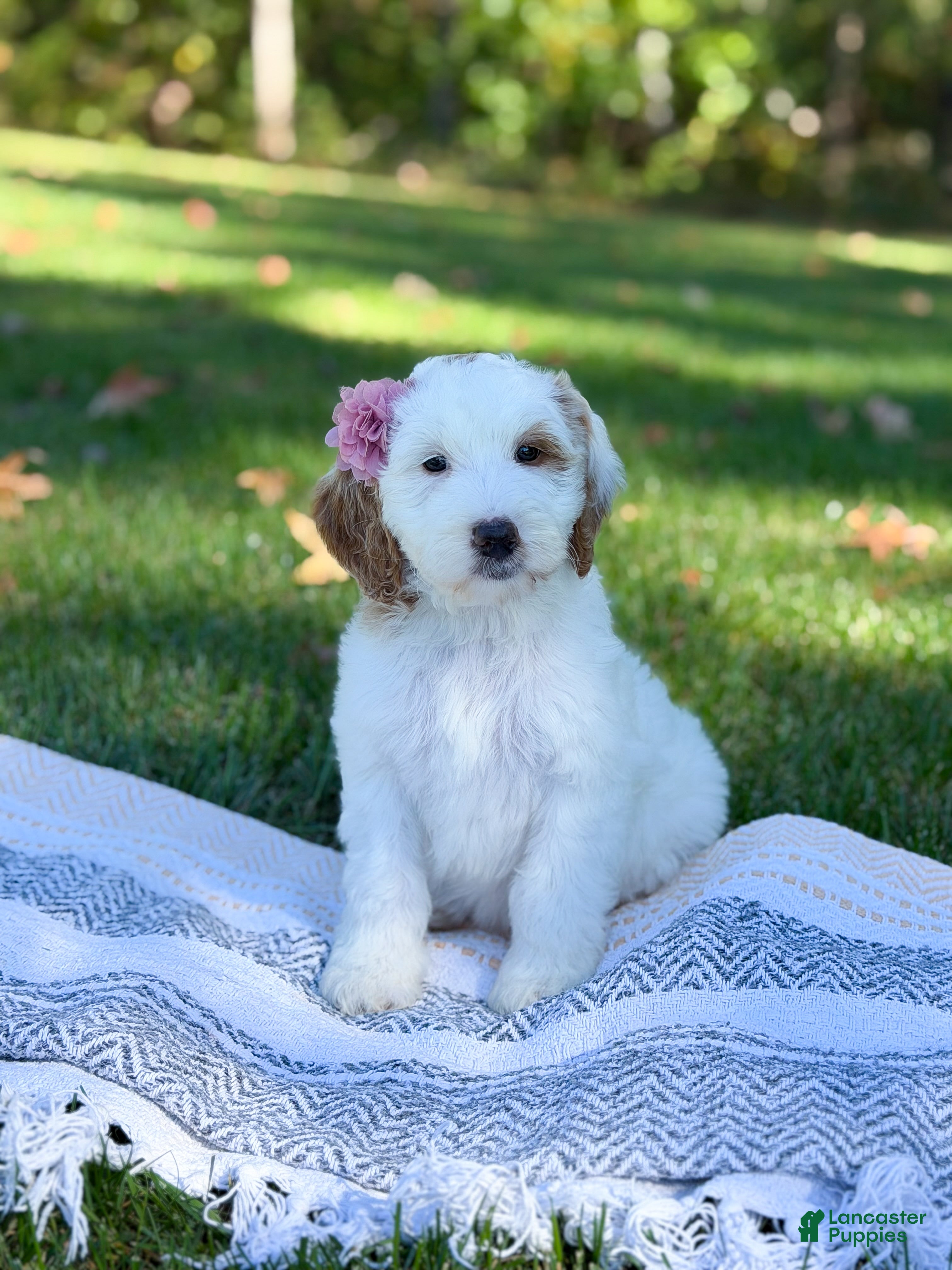 Goldendoodle dogs Hello I’m Skye🎀 - Ad 2