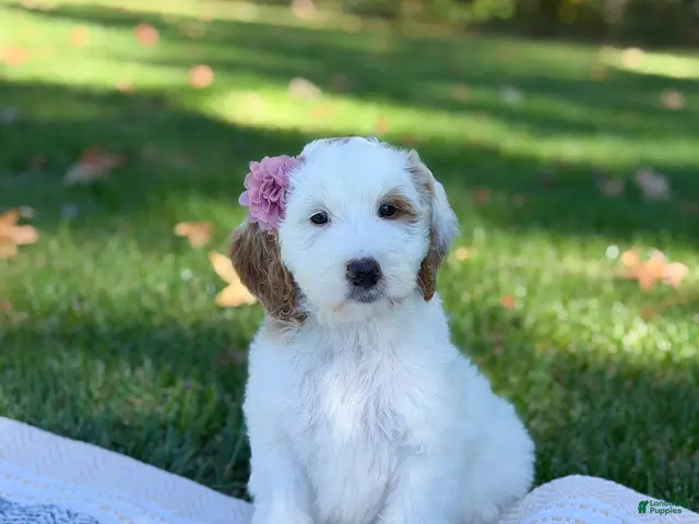 Goldendoodle dogs Hello I’m Skye🎀 - Ad 2