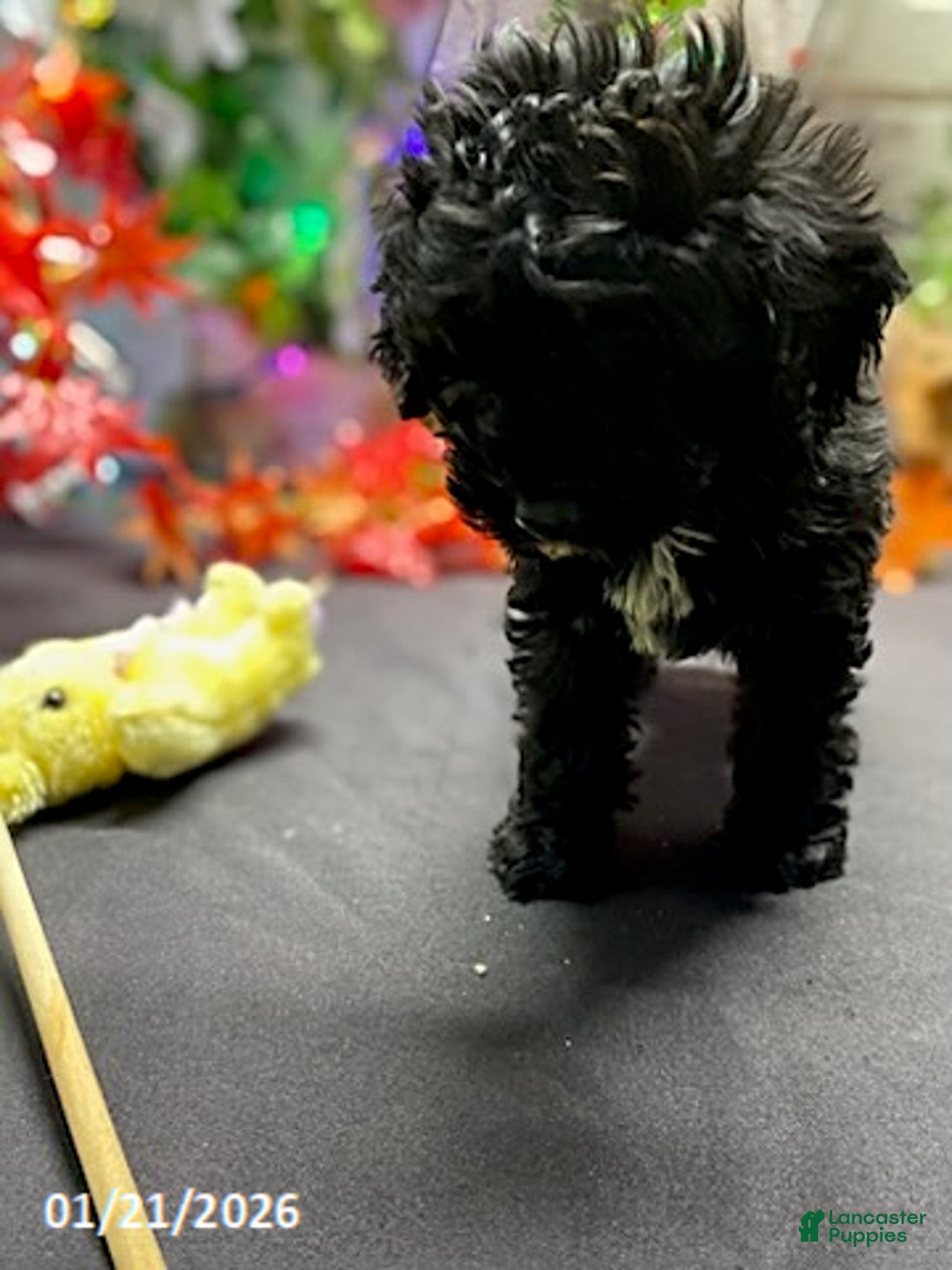 Cockapoo dogs for sale: Ace - Ad 4