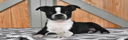 Boston Terrier dogs for sale: Tammy - Ad 5