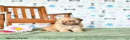 Shihpoo dogs for sale: Ollie - Ad 4