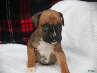 Boxer dogs Flip - Ad 12
