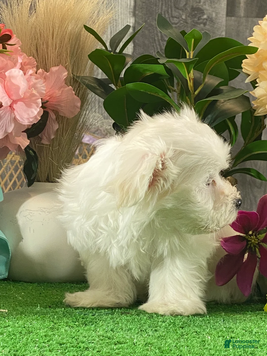 Maltese dogs for sale: Madison - Ad 4