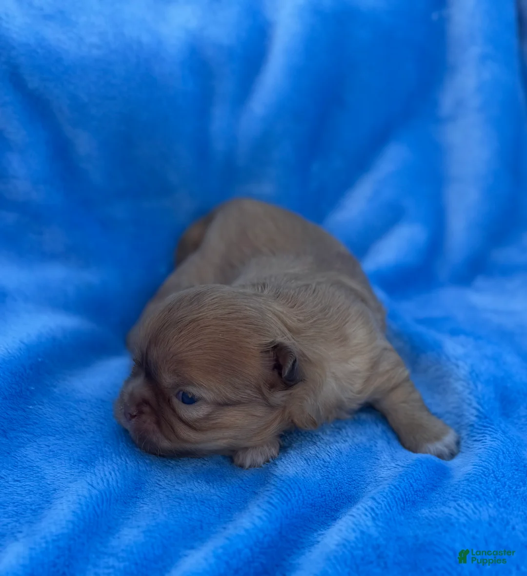 Mixed Breed dogs for sale: Mixed Breed Puppy 2 - Ad 2