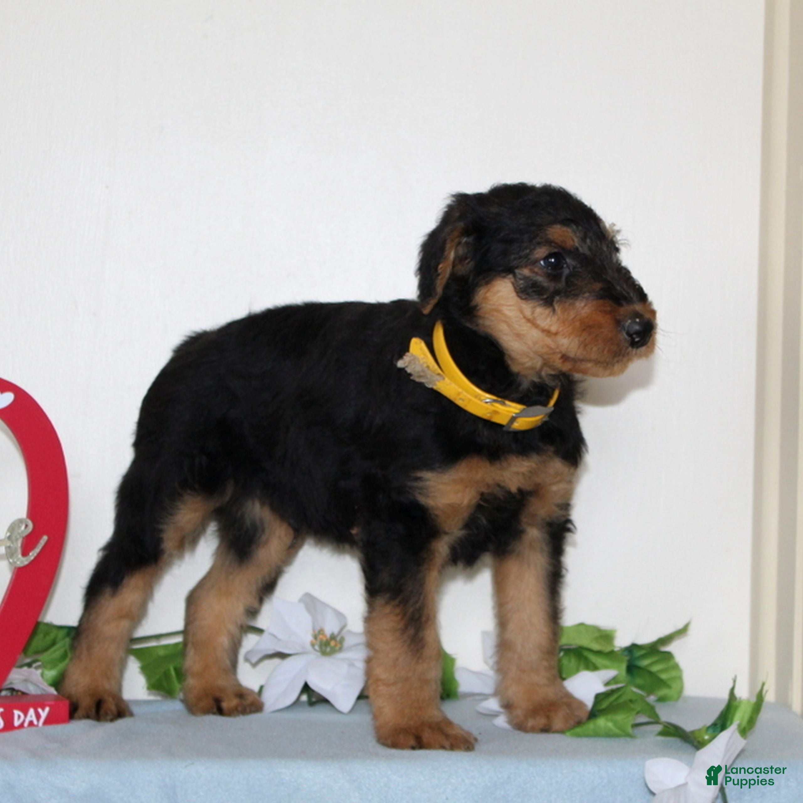 Airedale Terrier dogs Stanley  - Ad 2