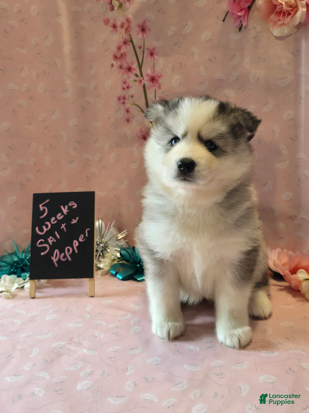 Pomsky dogs for sale: Salt and pepper - Ad 2