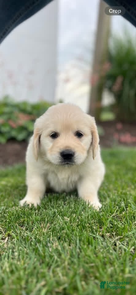 Golden Retriever dogs Golden Retriever Puppy 4, light blue collar - Ad 10