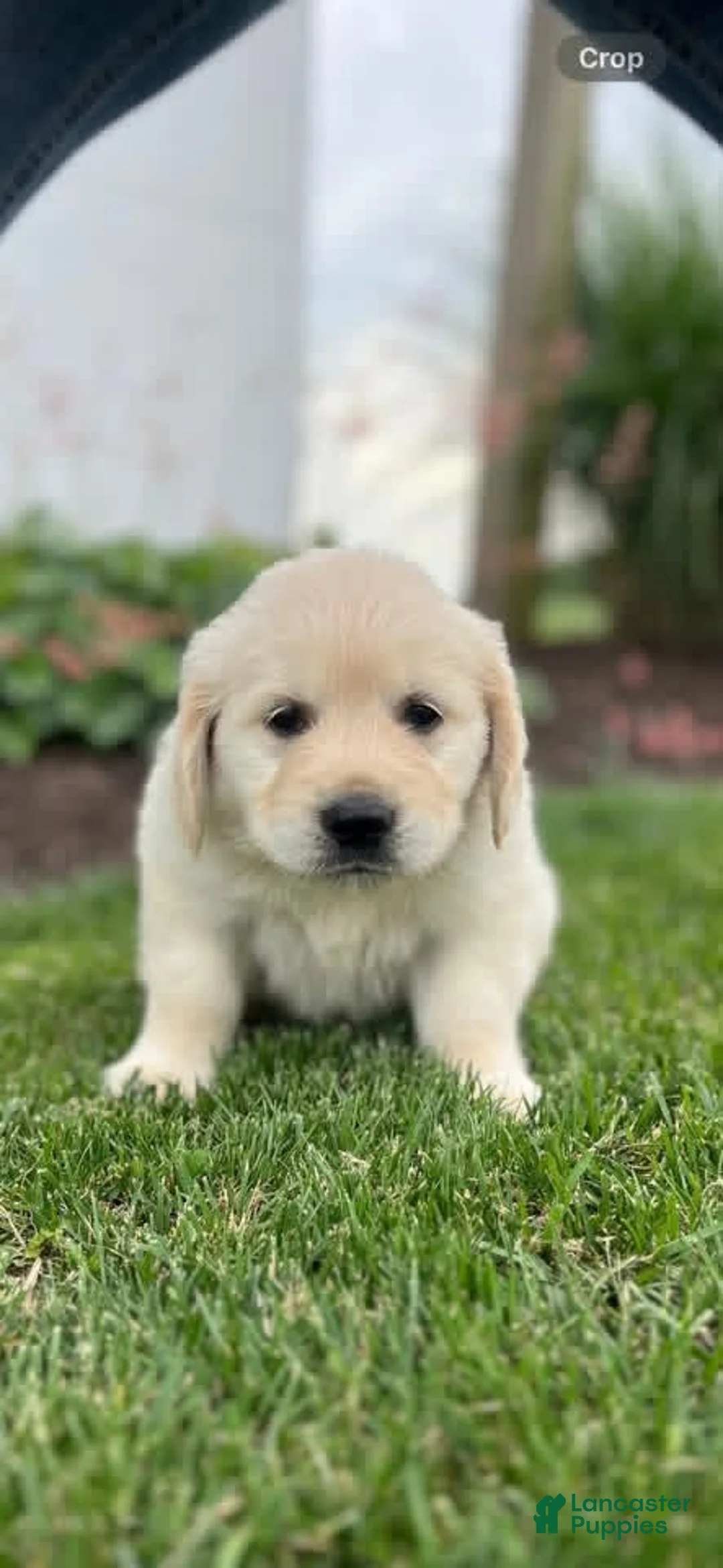 Golden Retriever dogs for sale: Golden Retriever Puppy 4, light blue collar - Ad 1