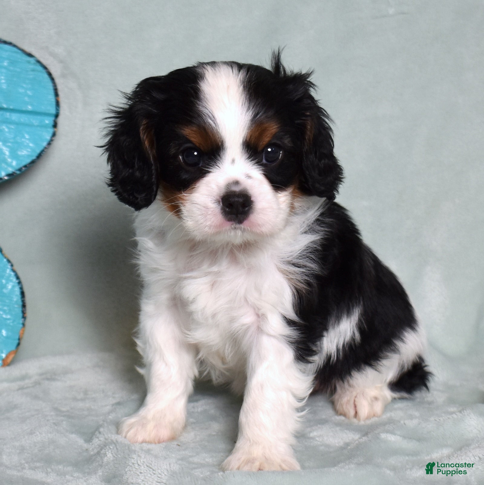Cavalier King Charles Spaniel dogs Oreo - Ad 2