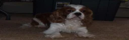 Cavachon dogs for sale: Carter - Ad 6