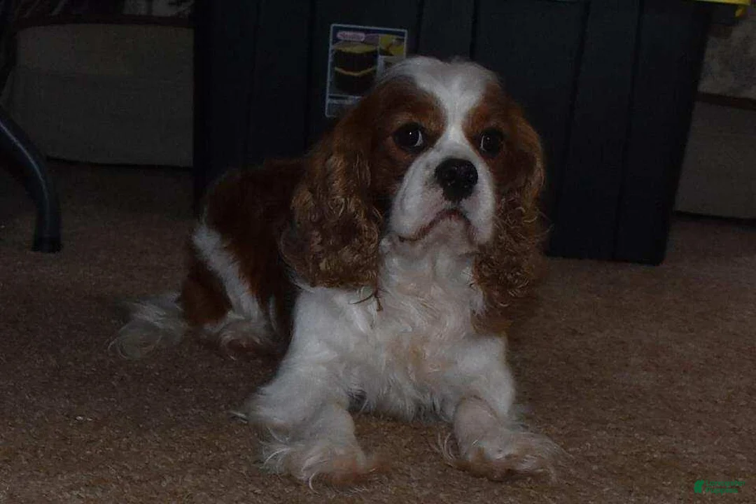 Cavachon dogs for sale: Carter - Ad 6