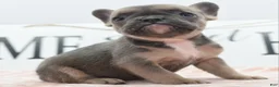 Mixed Breed dogs for sale: Nova blue  - Ad 12