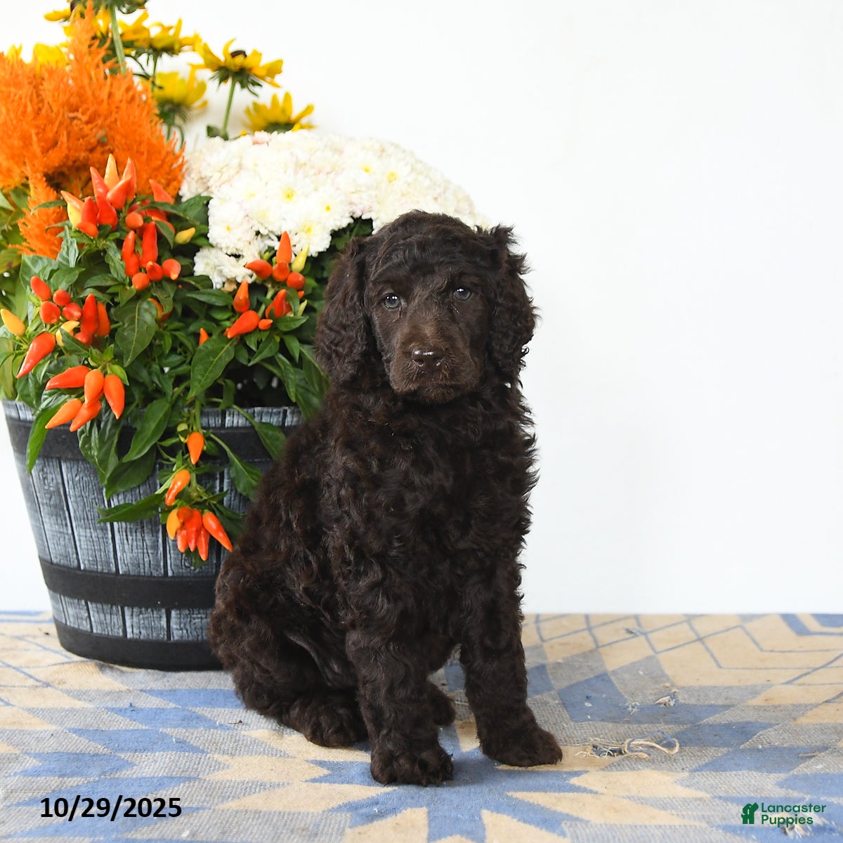 Standard Poodle dogs Muffin - Ad 35