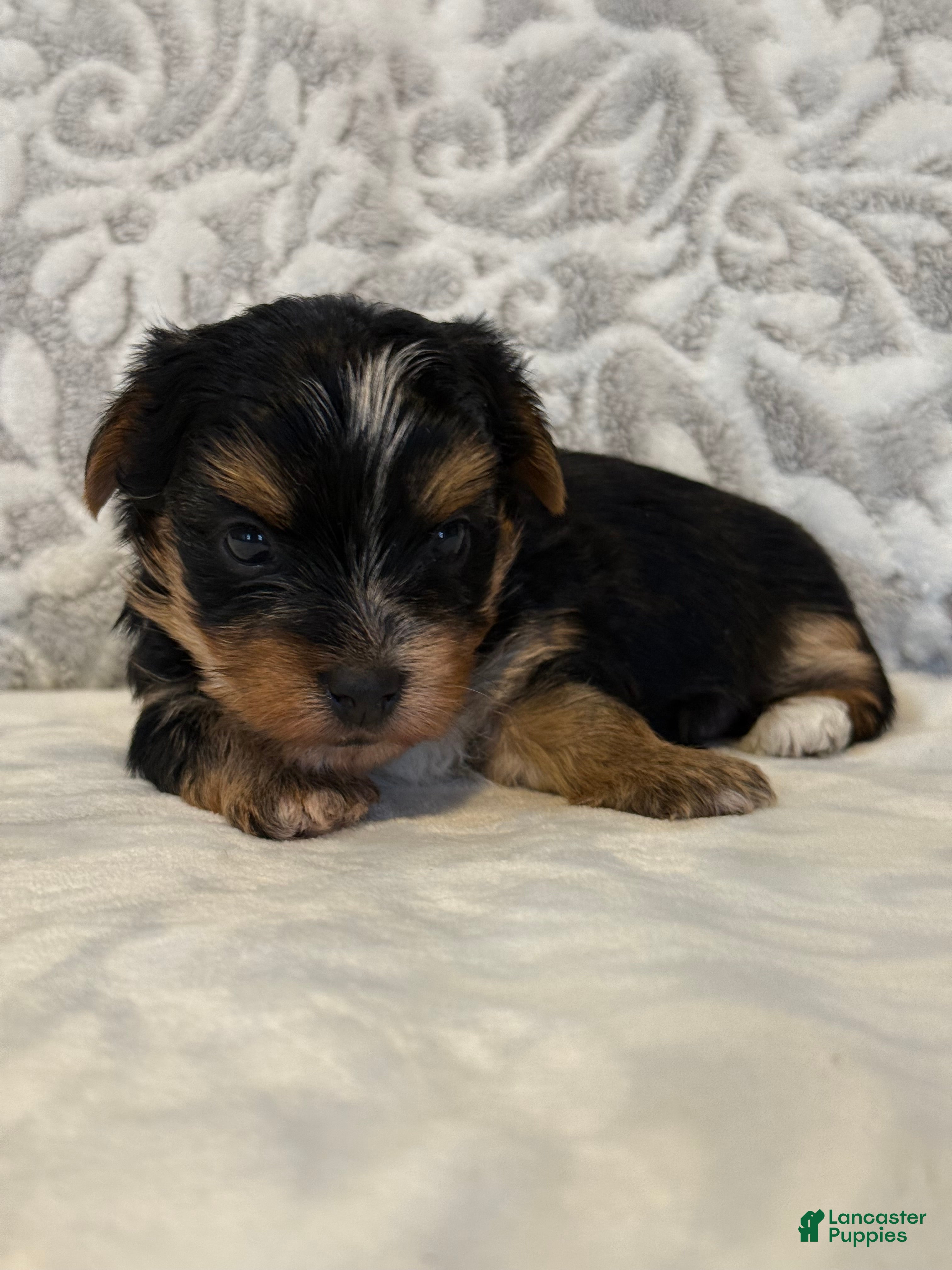 Yorkshire Terrier dogs Spirit - Ad 1